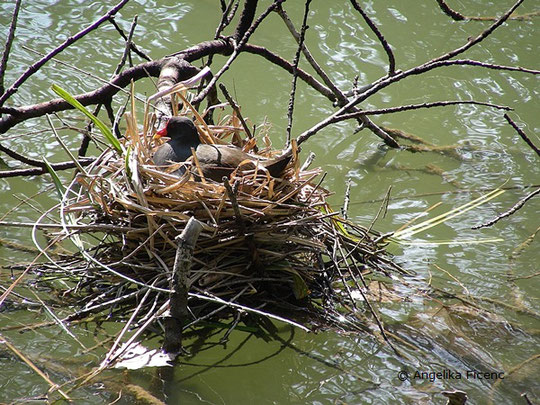 Teichhuhn (Gallinula chloropus), Nest, tierspuren.at  © Mag. Angelika Ficenc