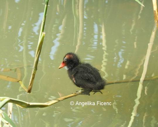 Teichhuhn © Mag. Angelika Ficenc