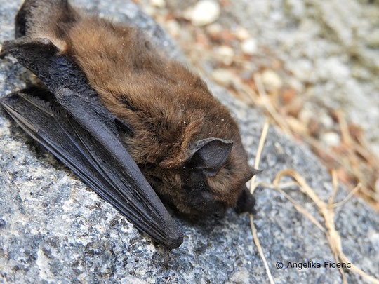 Zwergfledermaus (Pipistrellus pipistrellus),   © Mag. Angelika Ficenc