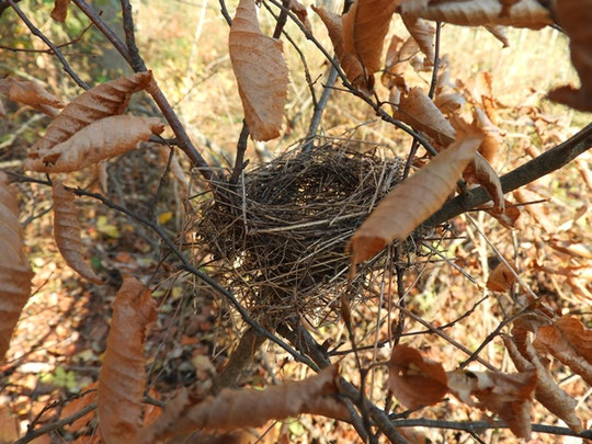 Vogelnest © Mag. Angelika Ficenc