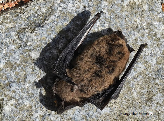 Zwergfledermaus (Pipistrellus pipistrellus),   © Mag. Angelika Ficenc