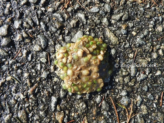 Baummarder Mistel © Mag. Angelika Ficenc