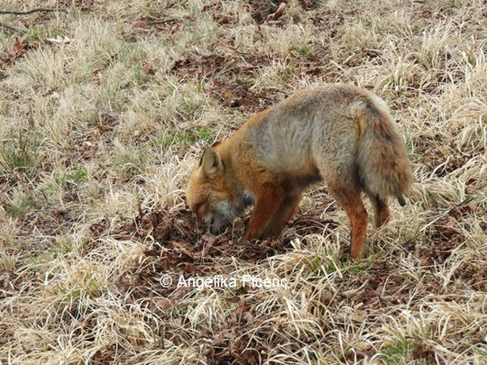 Rotfuchs © Mag. Angelika Ficenc
