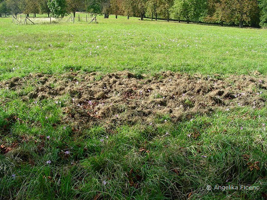 Wildschwein (Sus scrofa)  © Mag. Angelika Ficenc