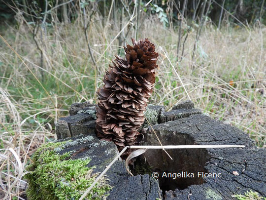 Spechtschmiede   © Mag. Angelika Ficenc