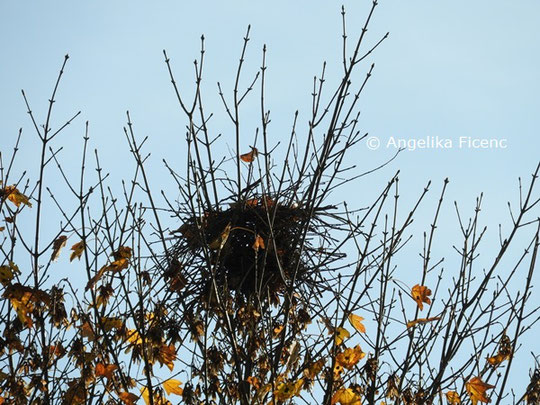 Saatkrähe Nest  © Mag. Angelika Ficenc