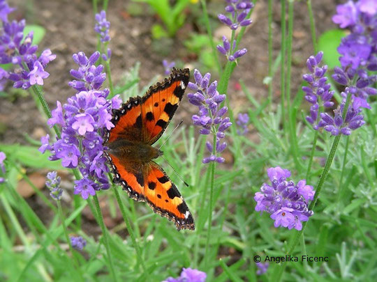 Kleiner Fuchs (Aglais urticae)   © Mag. Angelika Ficenc