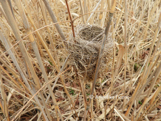 Teichrohrsänger, Nest © Mag. Angelika Ficenc