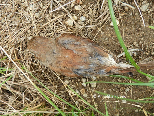 Neuntöter (Lanius collurio)   © Mag. Angelika Ficenc