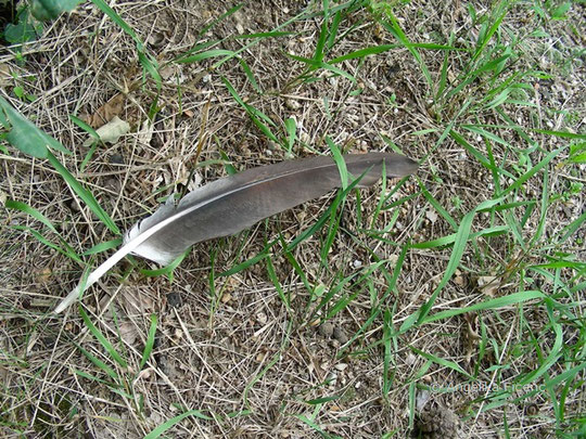 Weißstorch (Ciconia ciconia),© Mag. Angelika Ficenc