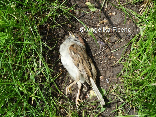 Haussperling tot © Mag. Angelika Ficenc