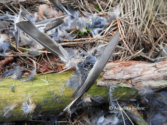 Buchfink (Fringilla coelebs), © Mag. Angelika Ficenc