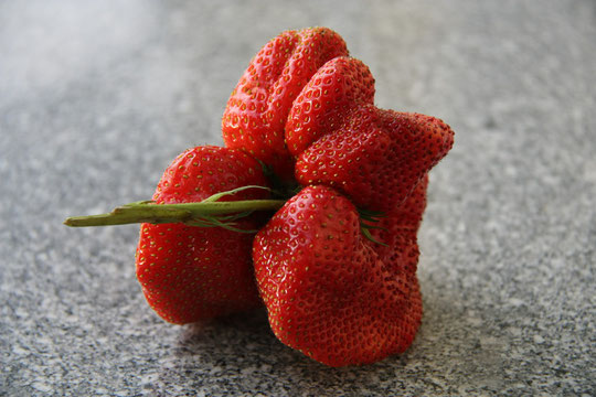 Unseren Beeren geht's so gut! 2012 ernteten wir eine Superbeere mit 210 Gramm!