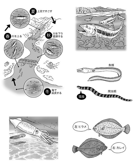 知ってビックリ！お魚の大疑問（河出書房新社）