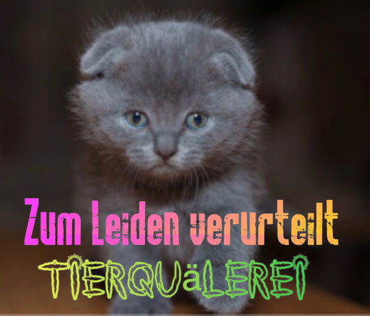 Scottish Fold Katzen Leiden An Osteochondrodysplasie