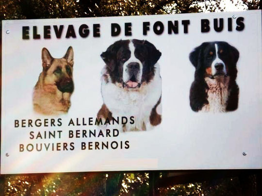 eleveur bergers allemands