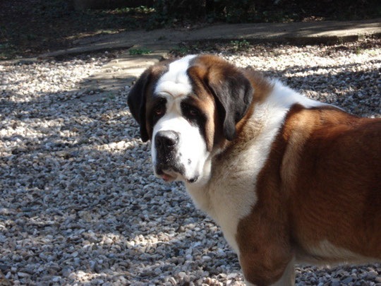 chiots Saint Bernard