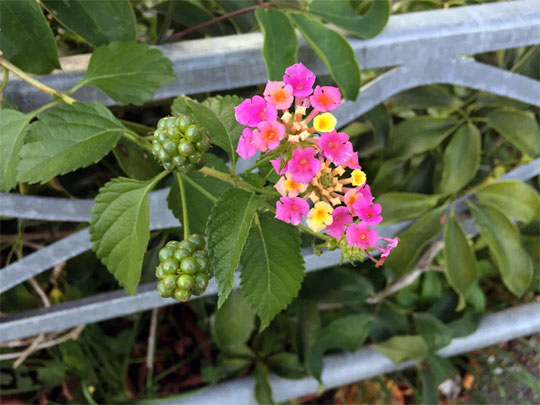 咲き始めは黄色、時間がたつにつれ橙色から赤色・ピンク色に色を変えるランタナ(七変化)