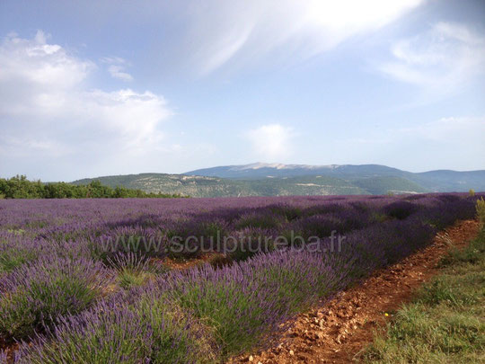 Champs de lavande de Sault