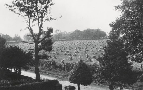 Stooks opposite 98 Greenwood Road (Northanger Avenue site) (Margaret Glass)