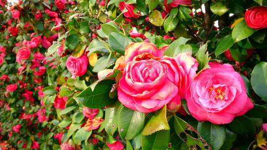 高井戸地区センターの敷地内、圧巻のwall flowe（壁の花）ならぬflower wall（花壁？） (°∀°)！