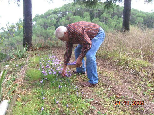 Lo que decia de la gimnacia,recogiendo una  a  una  las flores de azafran esto cada dia asta que se terminan.