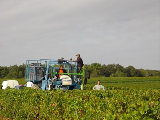 Il faut vider les paniers et débarder les caisses de raisins.