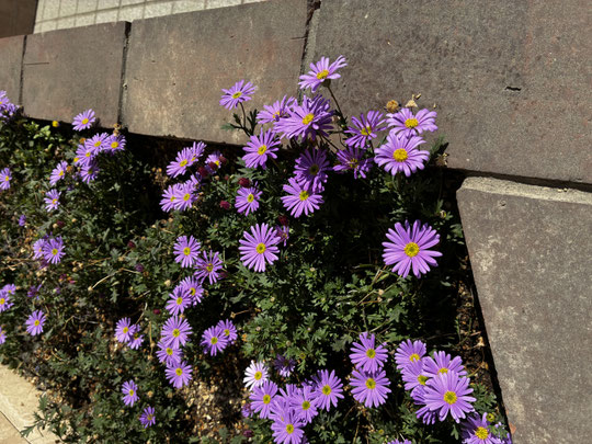 ブラキカムの花が見ごろです