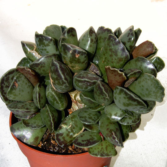 Adromischus cooperi