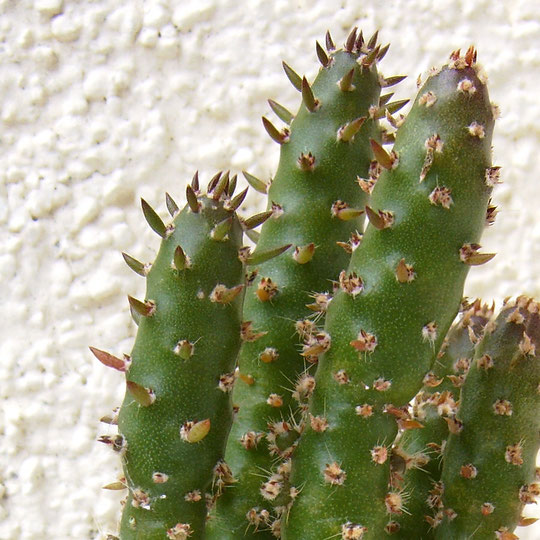 Austrocylindropuntia subulata monstrosa