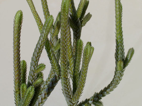 Crassula lycopodioides f. variegata