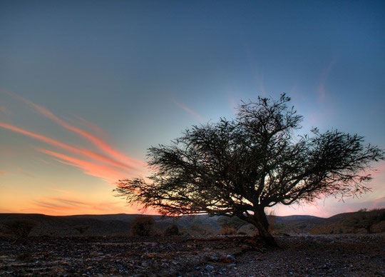 Acacia in Negev