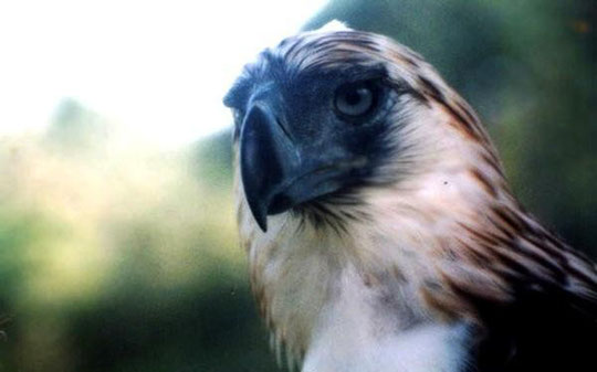 Philippine Eagle (Photo Courtesy of the Philippine Eagle Foundation)