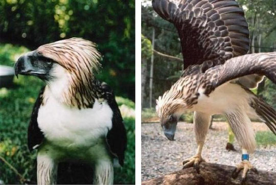 (Photos Courtesy of Rein Navarro and the Philippine Eagle Foundation)