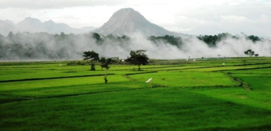 Rice Fields and the Mountain Range