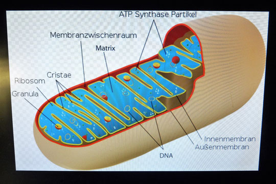 Mitochondrium