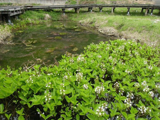 中池見湿地「ミツガシワ」