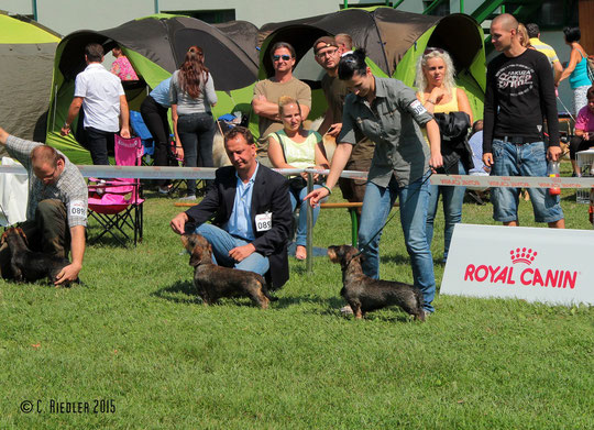 CACIB-Bewerb: Auf Wunsch der Besitzerin musste ich leider die schöne Hündin aus der Championklasse entfernen - sie will mit mir und meiner Website nicht in Verbindung gebracht werden.