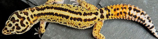 Stripe Leopardgecko