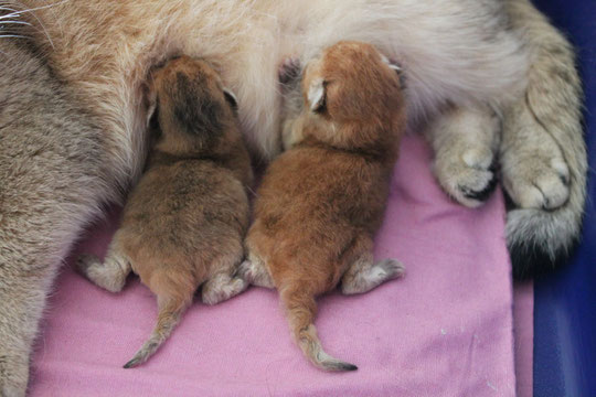 Das linke sieht wie die Mama, und das rechte wie der Vater Unzipps Banjer aus.