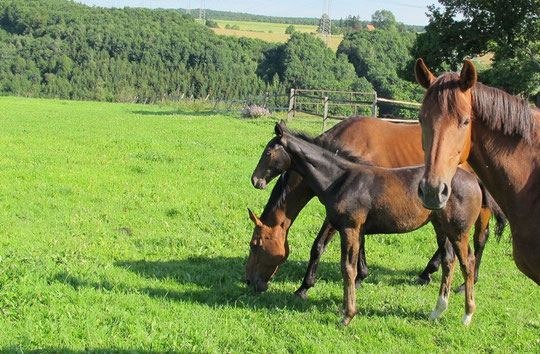 Uns geht es gut auf der Sommerweide