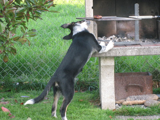 Wisp will die Wurst auf dem Grill