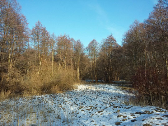 Wie im Spreewald sind auch hier die Mehrzahl der Bäume Schwarz-Erlen.