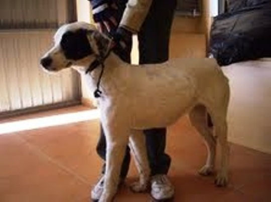 ALANA ADOPTADA