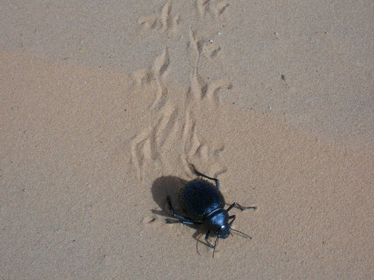 Desert blue jewel