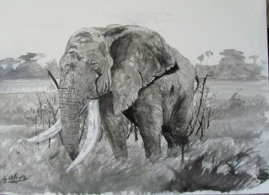 Elefante BeN