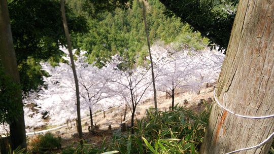 奈良県吉野の千本桜の感想