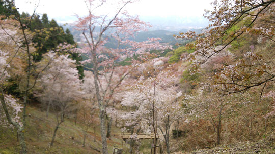 奈良県吉野の千本桜の感想