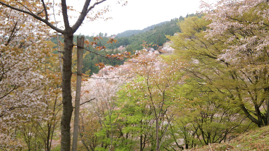 奈良県御所市の整体師