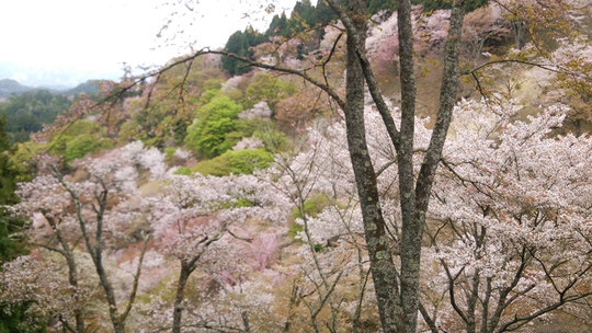 奈良県吉野の千本桜